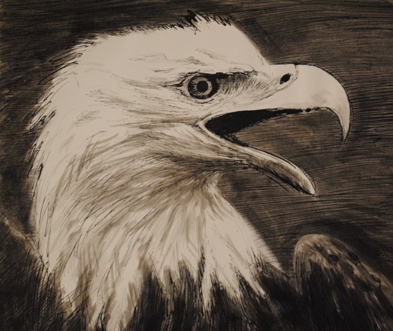 Head of Bald Eagle, copied from Life Magazine photo by Gregory Smith in 1967, ink, 10.5 x 11.5 - for head of Hippogryph